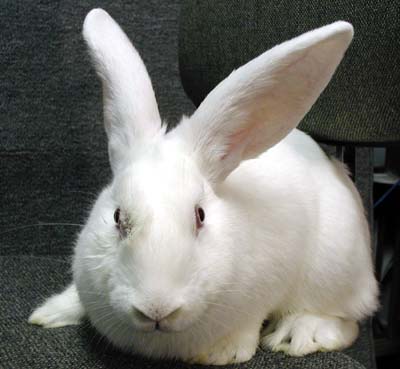 Allied Laboratory Animal Care Consulting Services Expertise Allied Laboratory Animal Care Consulting Services Expertise